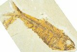 Detailed Fossil Fish (Knightia) - Wyoming #367475-1